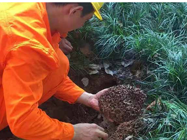 綠植地挖出白蟻的巢穴