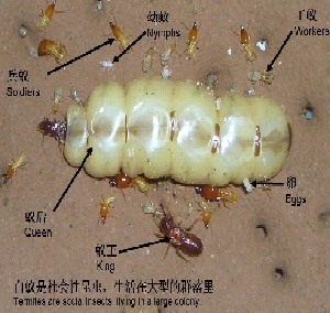 白蟻是怎樣分類的？