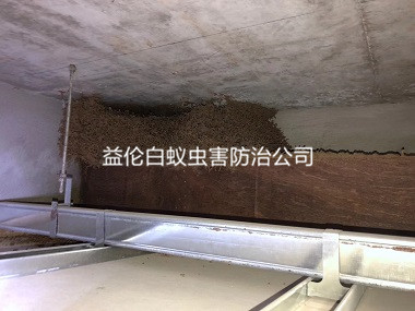 荔灣區(qū)舊房屋滅治白蟻巢工程