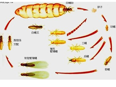 里水白蟻防治公司——白蟻的蟻后是怎么產(chǎn)生的