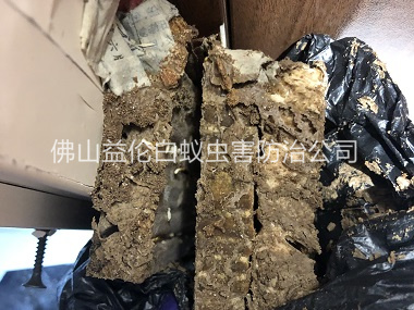 南海區(qū)白蟻巢滅治工程